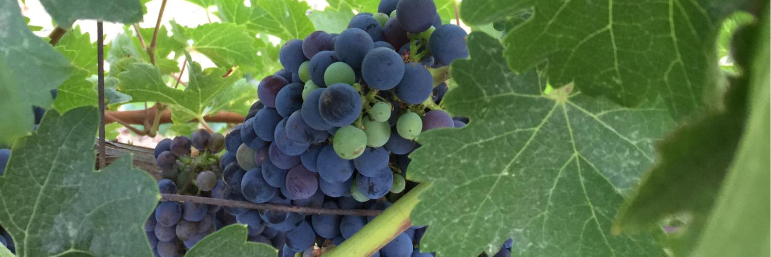 BuyWine's profile banner image