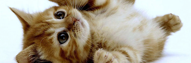 amgatos's profile banner image