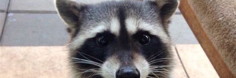 pnut the cute murdered squirrel banner