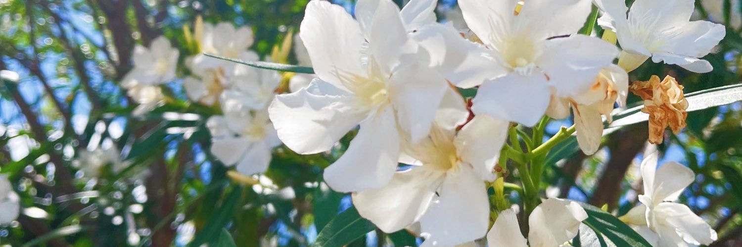CearaBell1's profile banner image