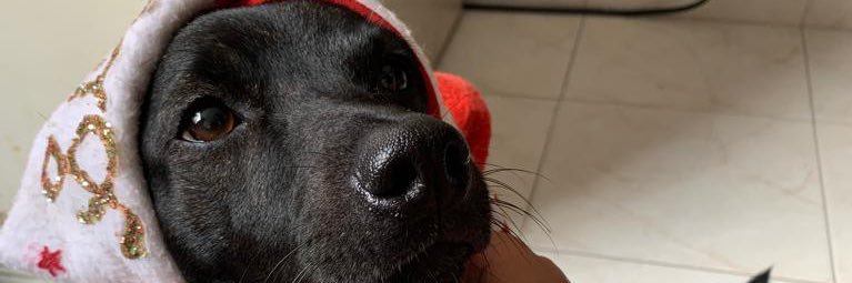 intensifiesmeow's profile banner image