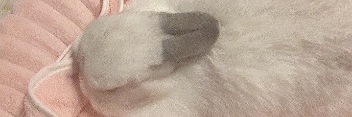 猫コロ banner