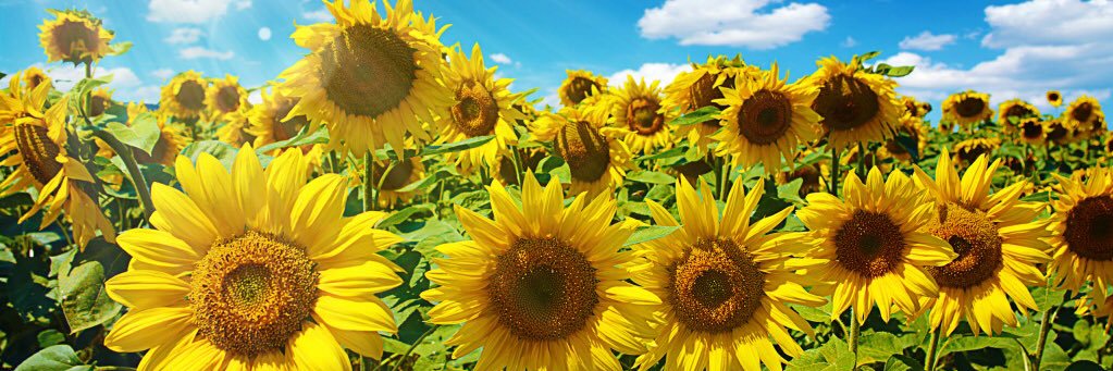 becca_lynnette's profile banner image