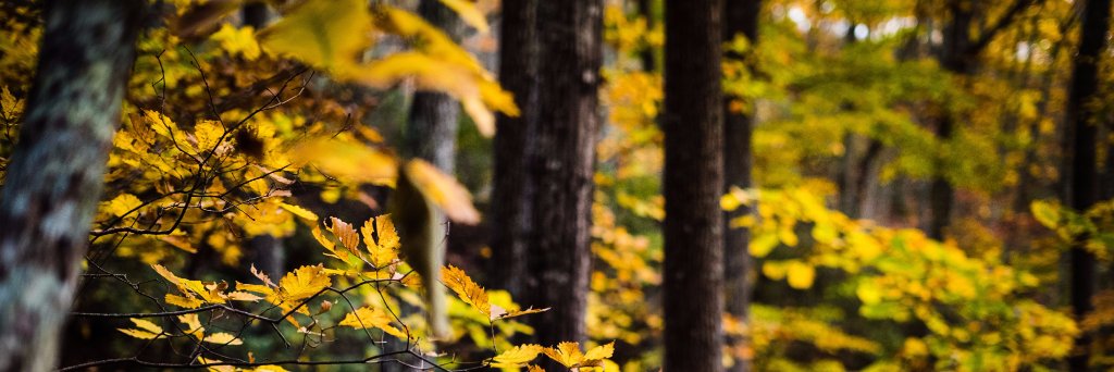 brappphoto's profile banner image