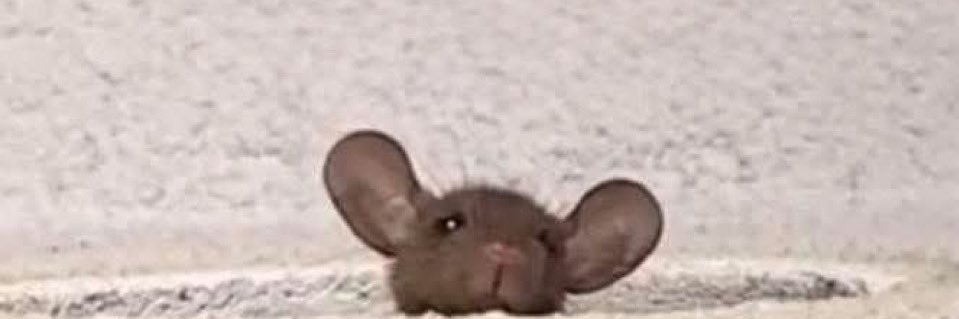 sofi 🇵🇸 banner