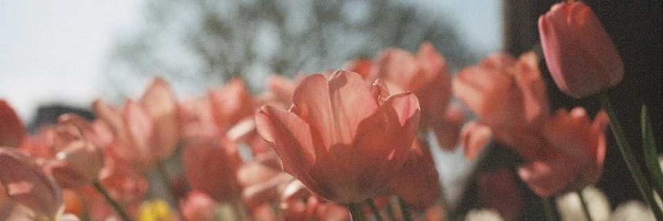 MJRA_'s profile banner image