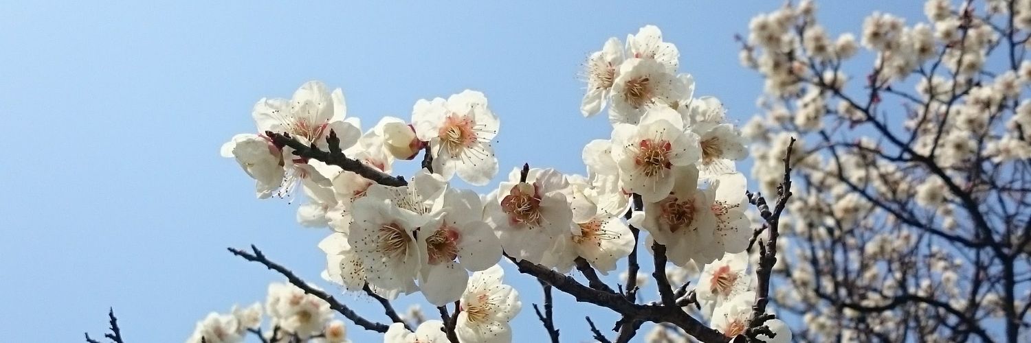 _nobu_s's profile banner image