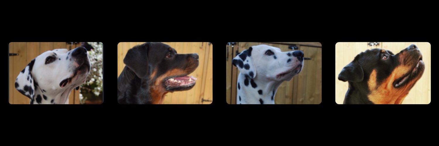 spotweilers's profile banner image