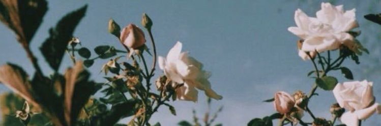 IssyCottle's profile banner image