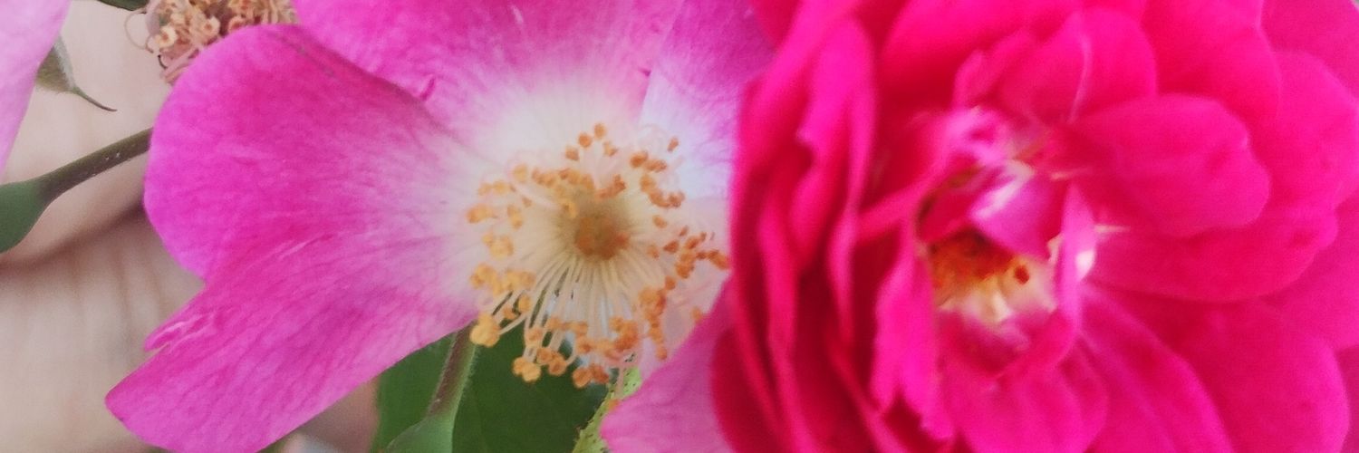 amiiHoffmann's profile banner image