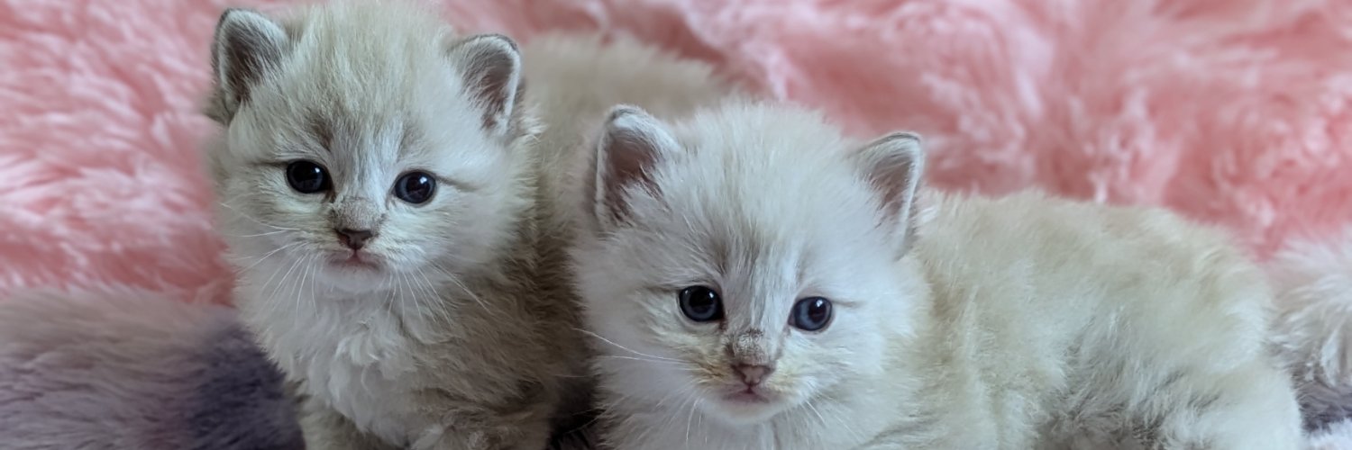 azurebluecat's profile banner image