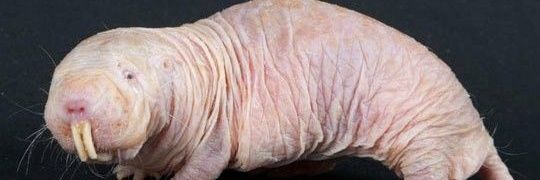 Dat Naked Rat banner