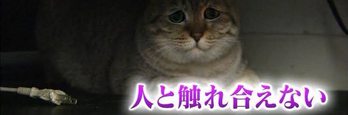 VRchaty_'s profile banner image
