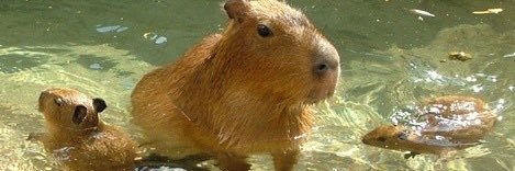 f banner