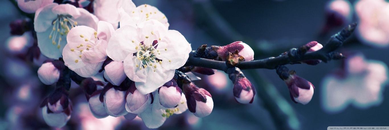 _Sakidy_'s profile banner image