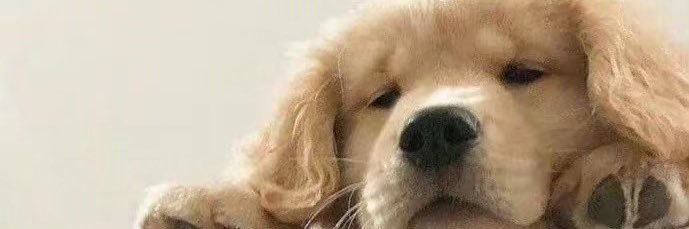 羊小羊 banner
