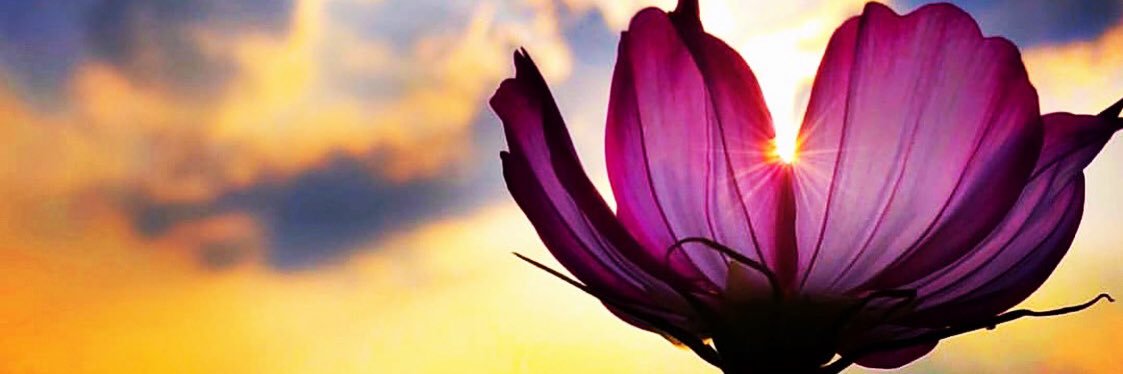 connie campbell banner