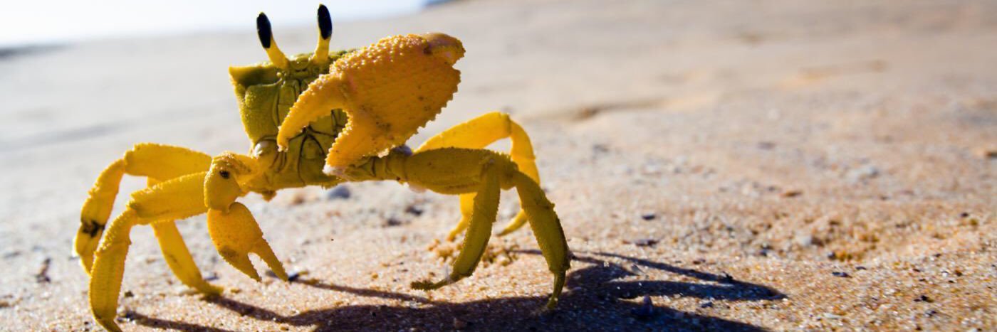 CrabbSpencer's profile banner image