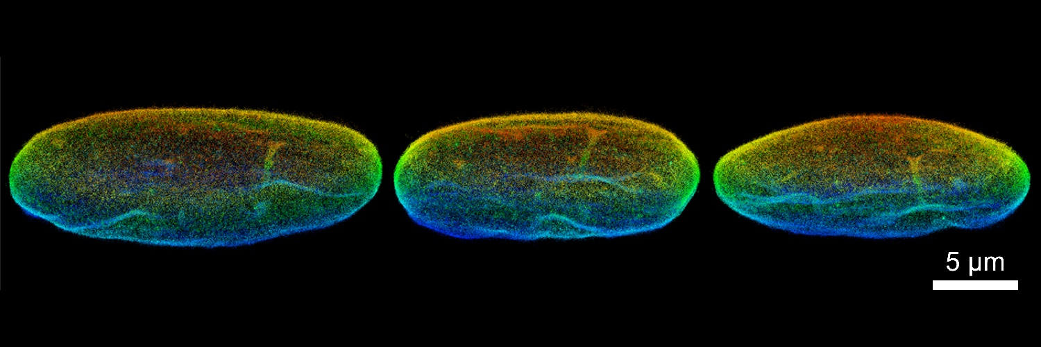 Anna-Karin Gustavsson banner