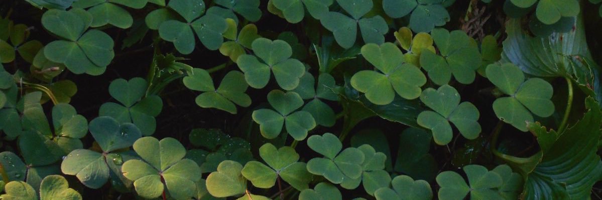 ｡° 🍀 ｡ ☘️ ° ｡ banner