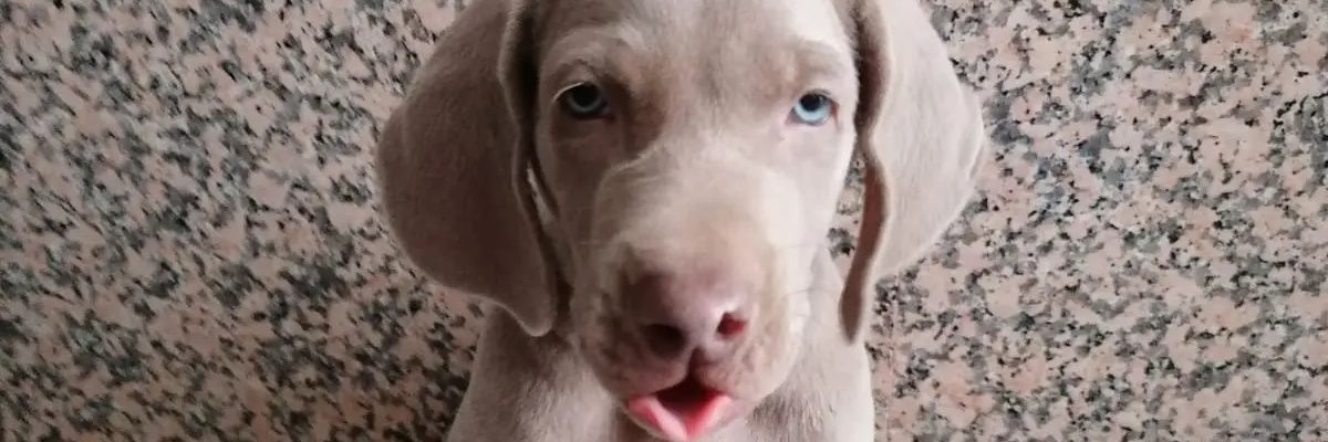 India_L_A's profile banner image