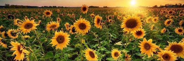 J_upnorth Profile Banner