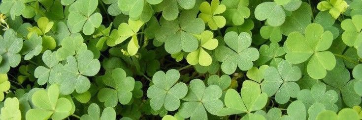 sally woodpecker 🐦 banner