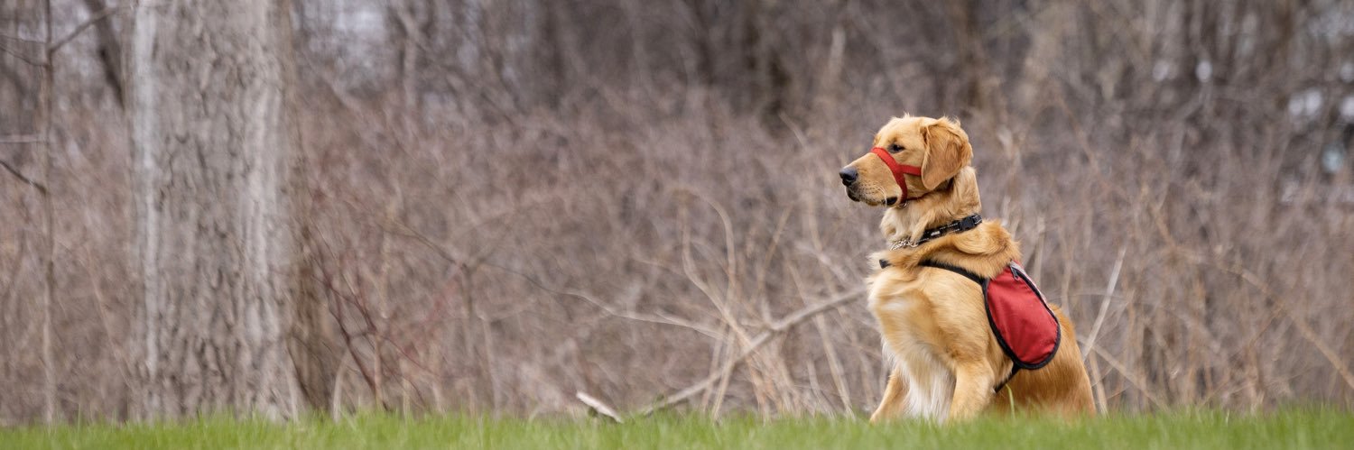 Autism Dog Services banner