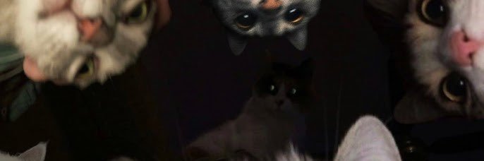 Chrysanthemum🤘 banner