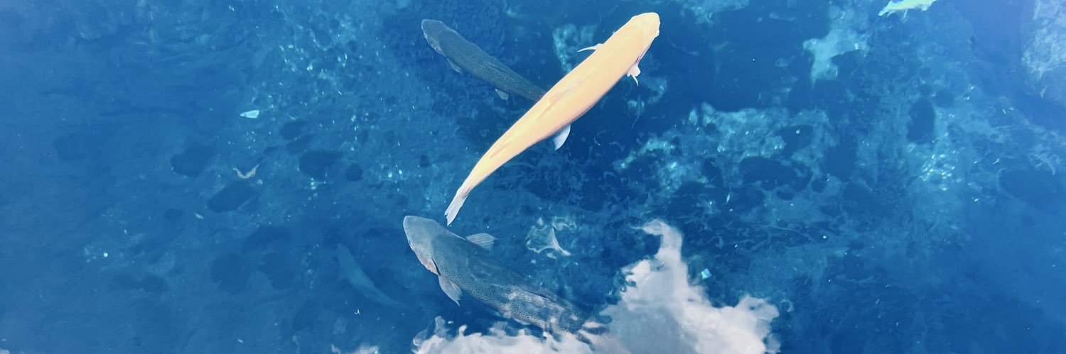 メガネアオ〔サブ〕@STPR BOYS banner