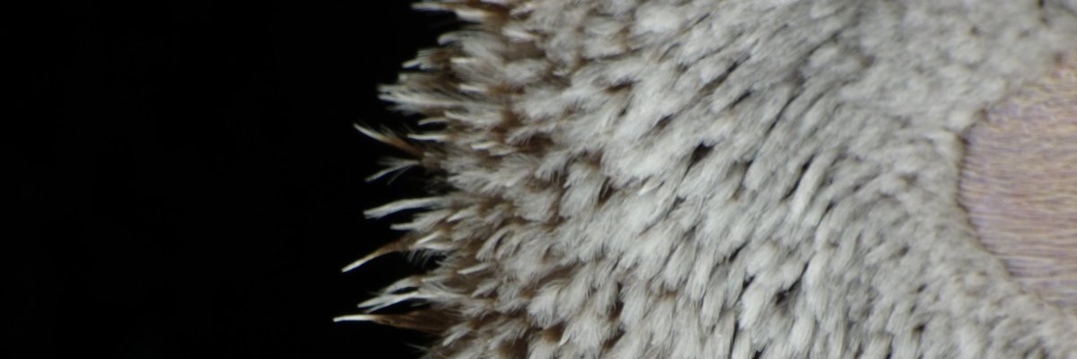 Miranda Bruce banner