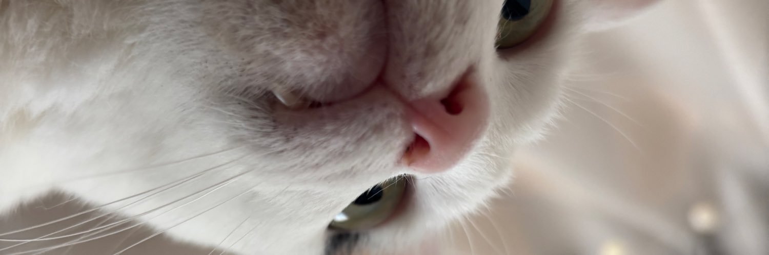 shinikake_'s profile banner image