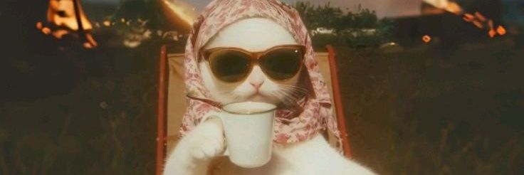 cat.hot banner