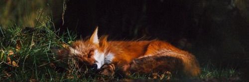 Fox Everyday's banner