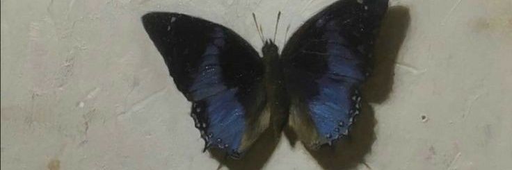 𝑺𝒊𝒂𝒂𝒍 𝑷𝒂𝒔𝒉𝒐 banner