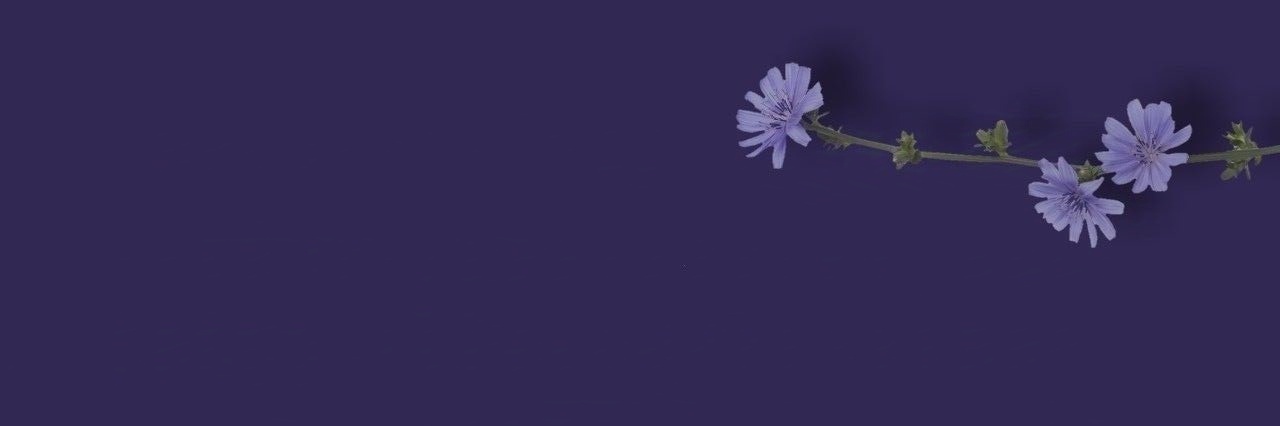 miselia🌸 banner