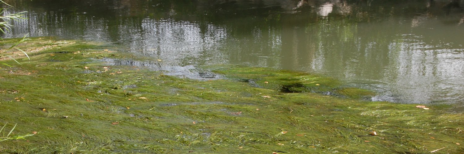 .•PixieLovely•. banner