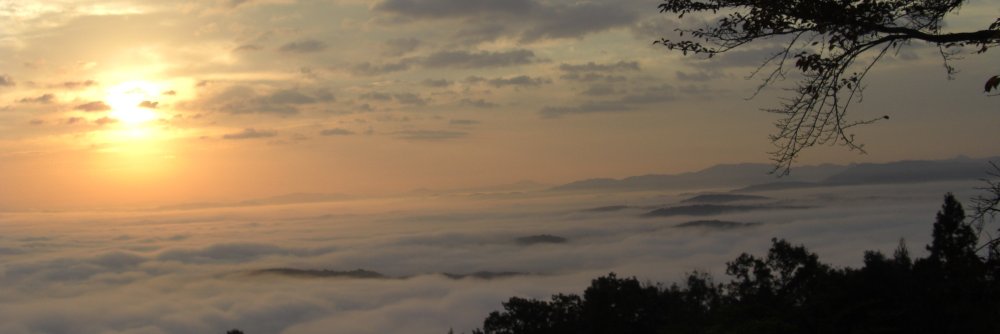 橘樹 翡翠 banner