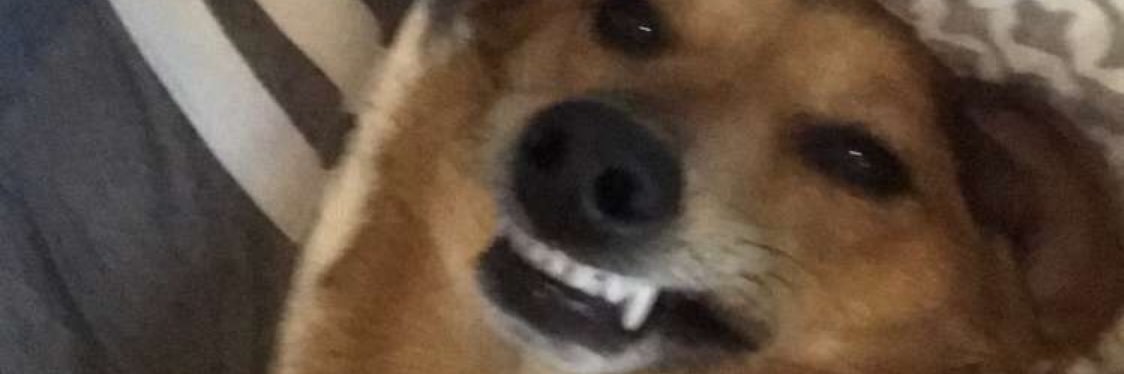Stefelefalumps's profile banner image