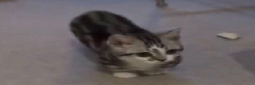 as shrimple as cat banner