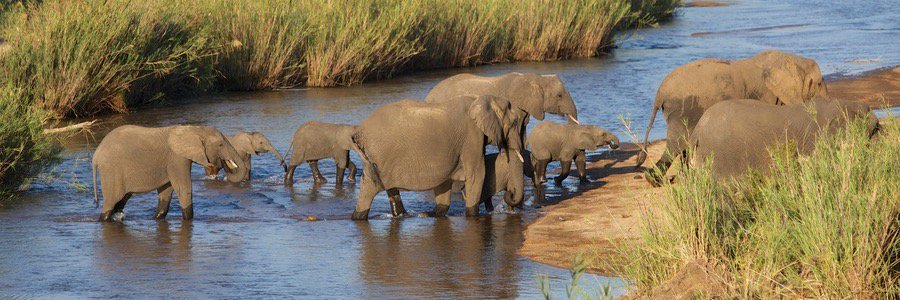 Conservation Action banner