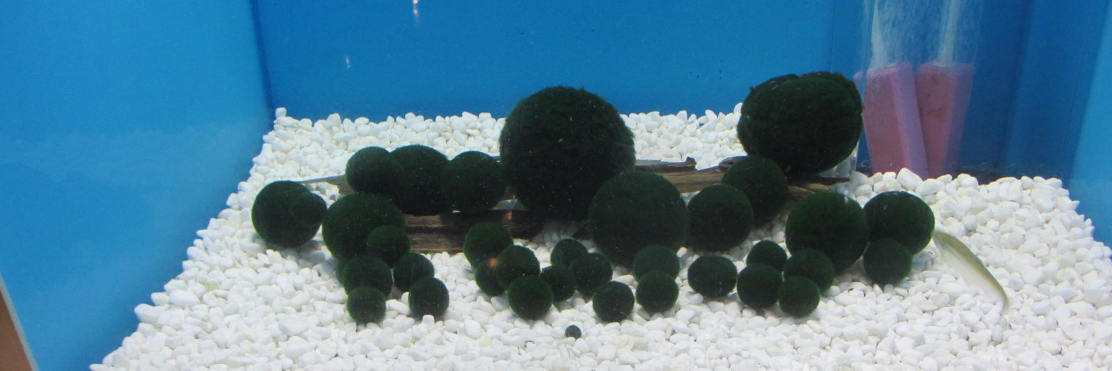 食品メーカー（地域別） banner