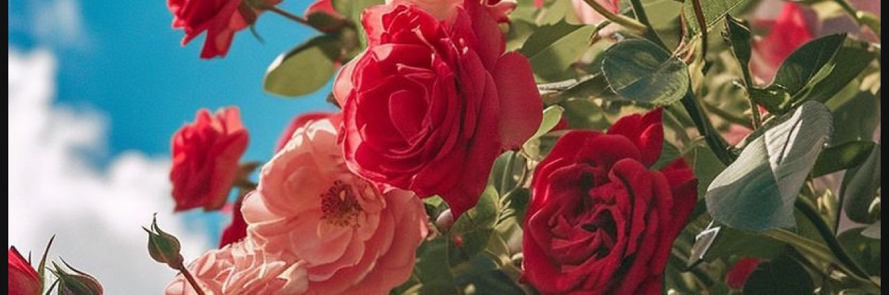 Dovey Margeaux's banner