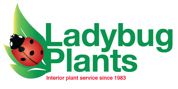 LadybugPlants's profile banner image