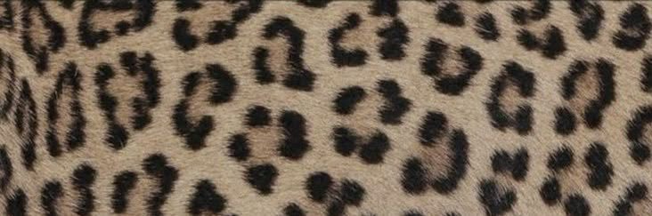 Poser_Pet's profile banner image