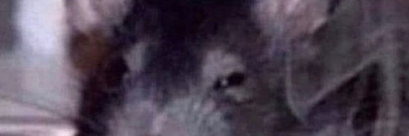 RANDOMR3B3L's profile banner image