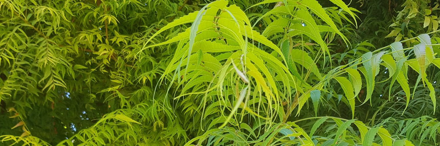 IshtiaqAliMohmand banner