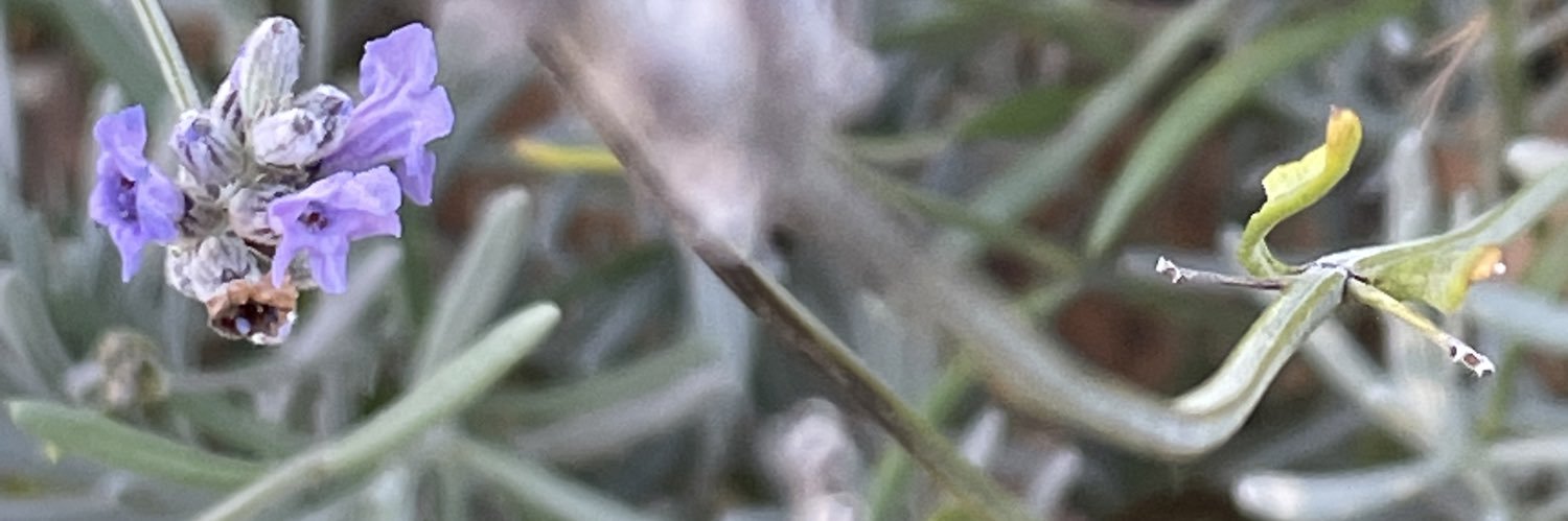 playwrightswife's profile banner image