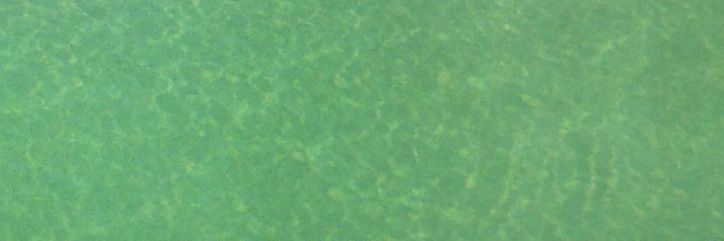 lizard ☆ banner
