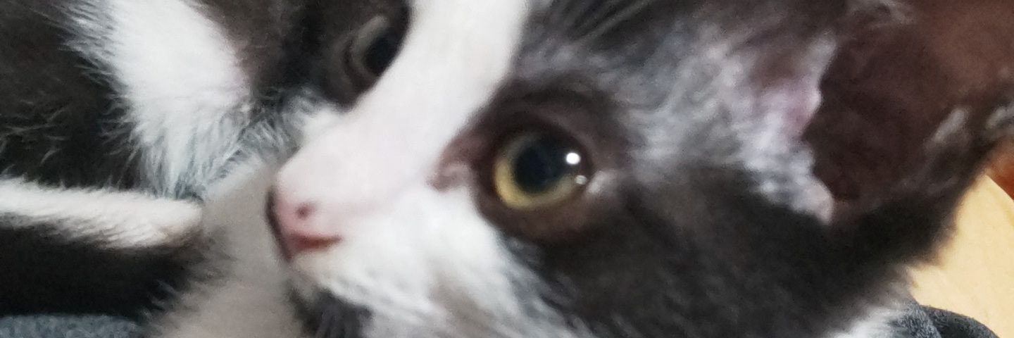 Marco Nicolás Villani banner